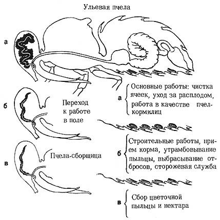 Из жизни пчёл _37.jpg