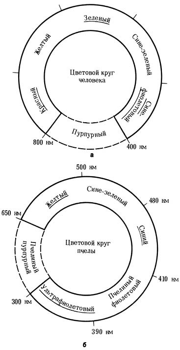 Из жизни пчёл _51.jpg
