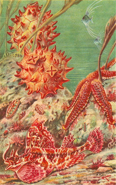 Море живёт _3.jpg