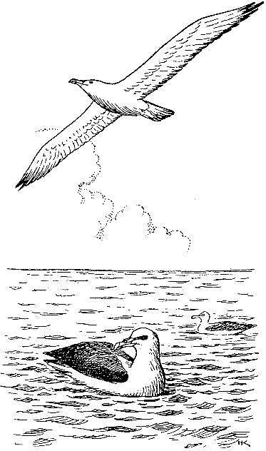 Море живёт _41.jpg