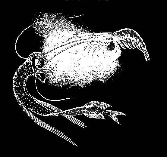 Море живёт _58.jpg