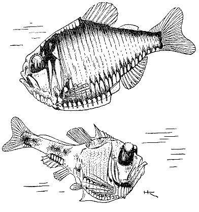 Море живёт _60.jpg