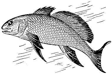 Море живёт _66.jpg