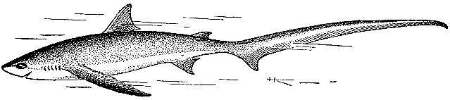 Море живёт _74.jpg