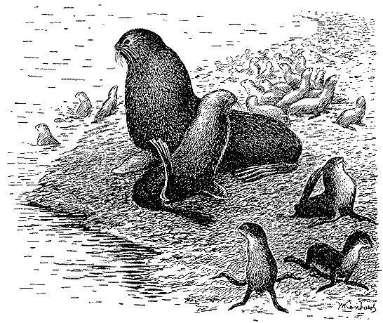 Море живёт _113.jpg
