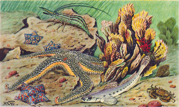 Море живёт _115.jpg