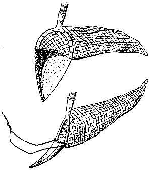 Море живёт _126.jpg