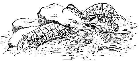 Море живёт _16.jpg