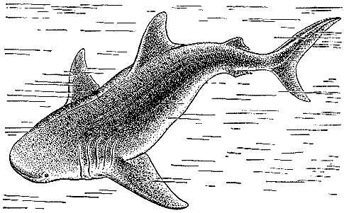 Море живёт _23.jpg