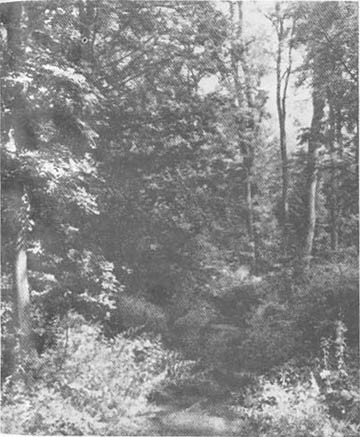 Тайные тропы носителей смерти _72.jpg