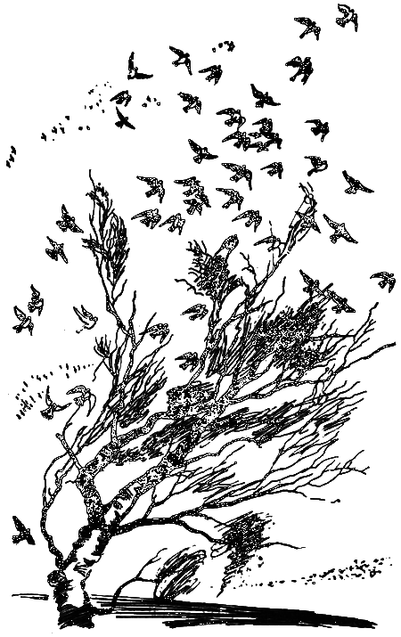 Нежнорогий возвращается в лес i_009.png