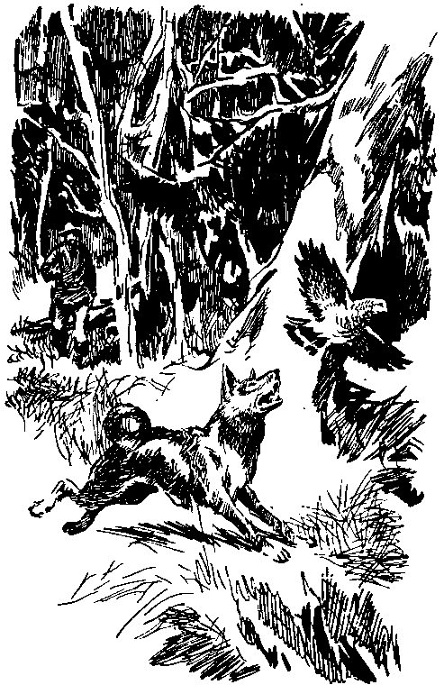 Повесть о белой медведице. Пират (сборник) pic_18.png