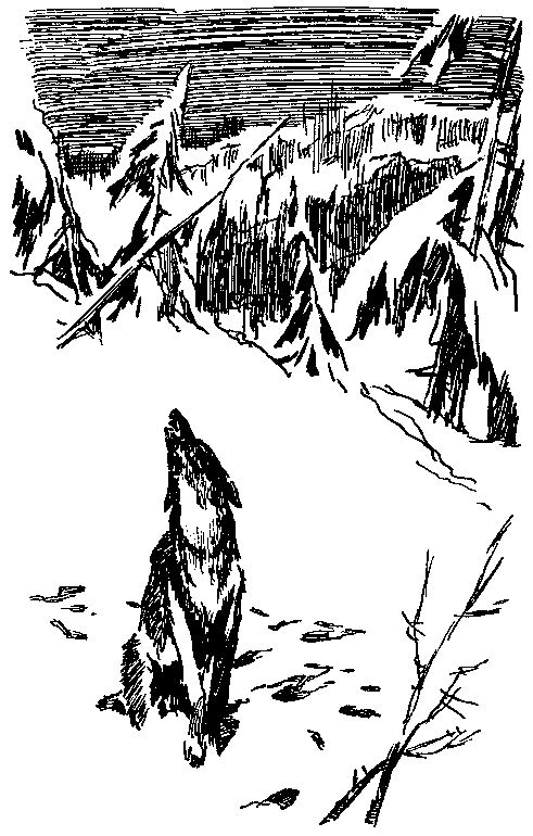 Повесть о белой медведице. Пират (сборник) pic_20.png