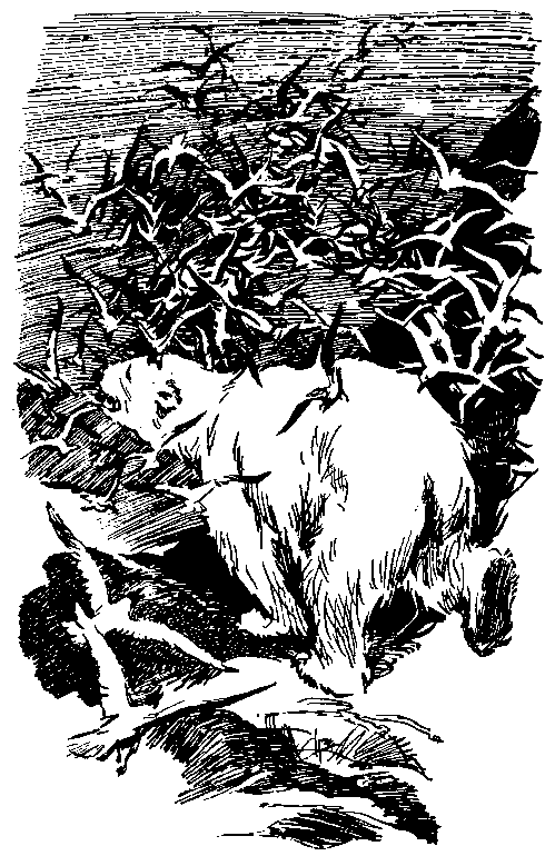 Повесть о белой медведице. Пират (сборник) pic_7.png