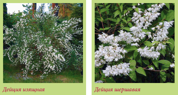 Китайский и японский сад i_097.png