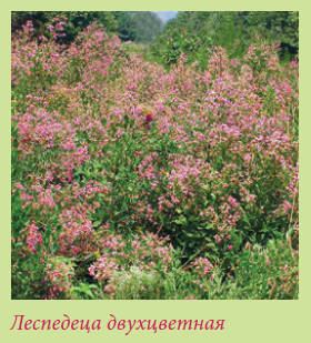 Китайский и японский сад i_103.jpg