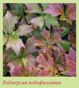 Китайский и японский сад i_108.jpg