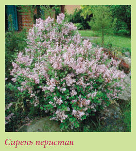 Китайский и японский сад i_116.jpg