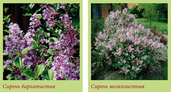 Китайский и японский сад i_118.png