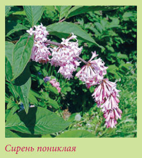Китайский и японский сад i_119.jpg