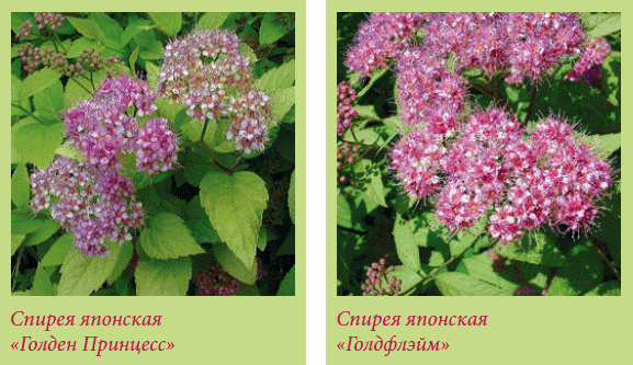 Китайский и японский сад i_122.png
