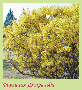Китайский и японский сад i_123.jpg