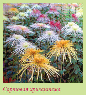 Китайский и японский сад i_143.jpg