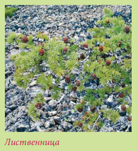 Китайский и японский сад i_148.jpg
