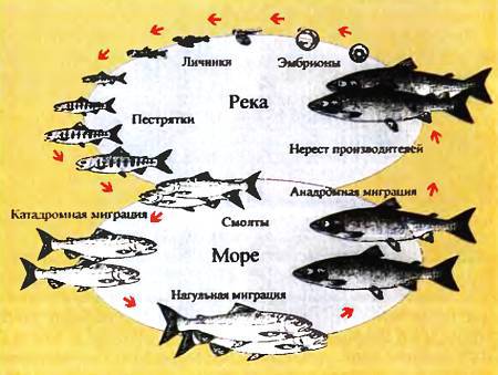 Юный техник, 2006 № 02 _23.jpg
