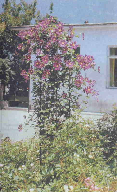 Клематисы _21eh.jpg