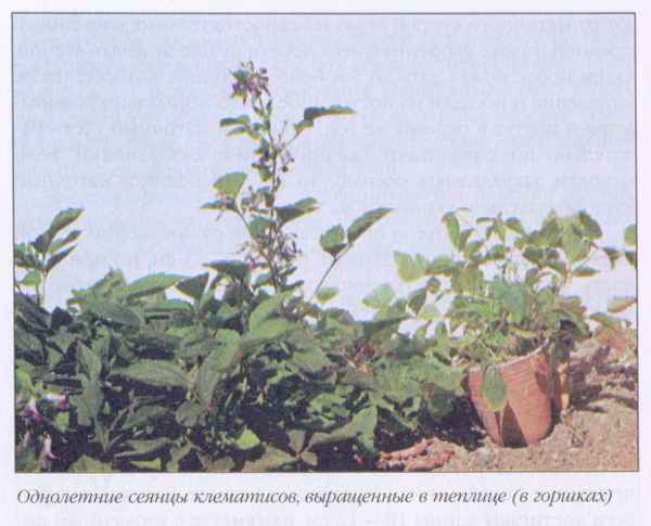 Клематисы _194eh.jpg