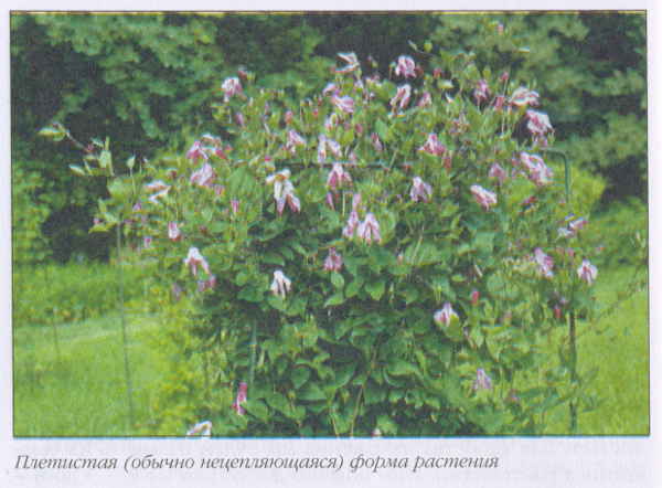 Клематисы _34eh.jpg