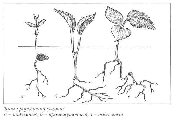 Клематисы _42eh.jpg