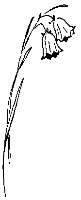 Смелый гриб pic_18.png