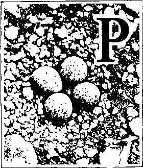 На речных берегах image036.png