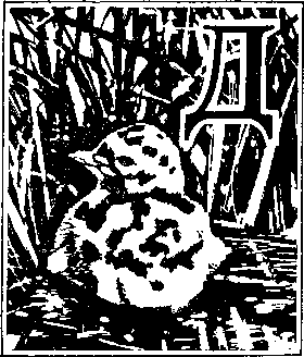 На речных берегах image046.png