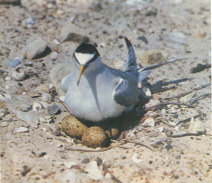 На речных берегах image064.png