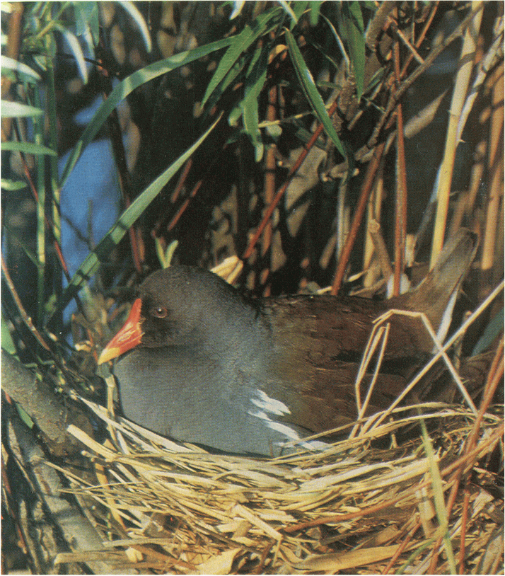 На речных берегах image066.png