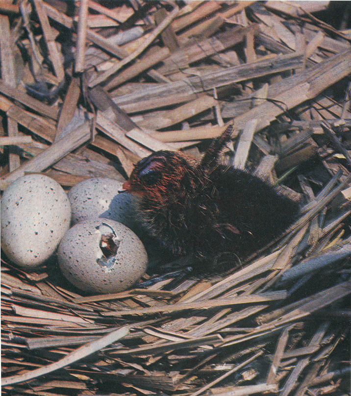 На речных берегах image072.png