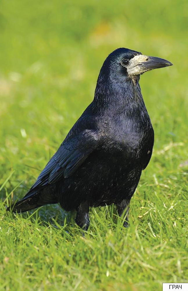Расскажите детям о птицах _12.jpg