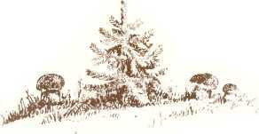 Латышские народные сказки _96311.jpg