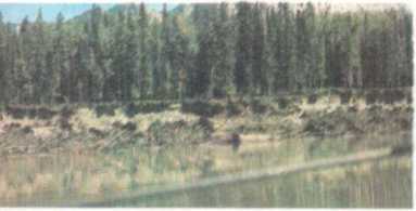 От кобры до медведя гризли i_046.jpg