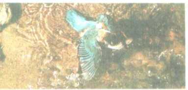 От кобры до медведя гризли i_113.jpg