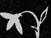 Заряна-печальница pic01.png