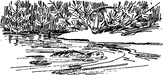Краснокожая хищница i_022.png
