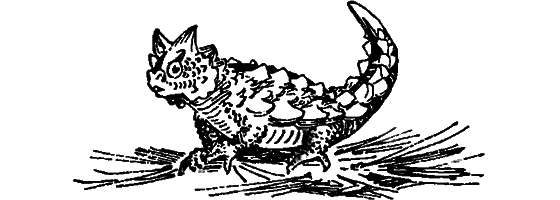 Краснокожая хищница i_031.png