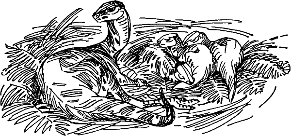 Краснокожая хищница i_033.png