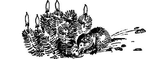 Краснокожая хищница i_058.png