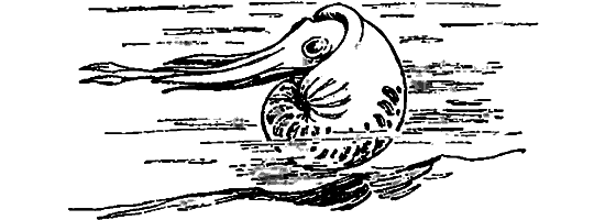 Краснокожая хищница i_069.png