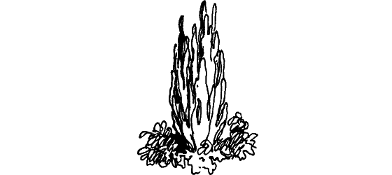 Краснокожая хищница i_016.png